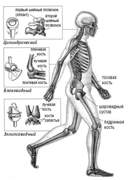 Суставы человека анатомия