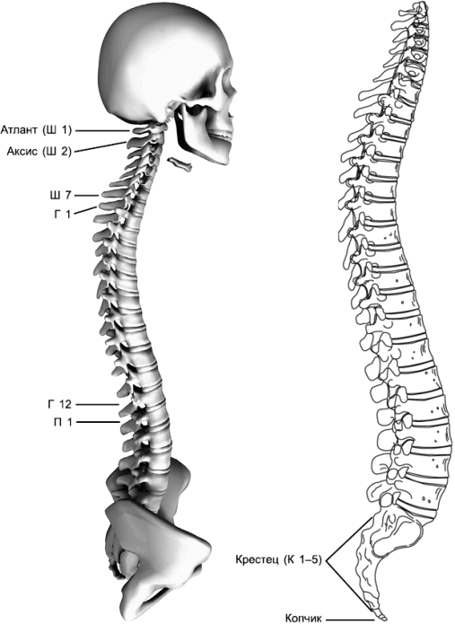 7 шейный позвонок. 6 Шейный позвонок. 7 Позвонок шейного отдела. Анатомия с7 позвонка. Шейный отдел позвоночника —7 позвонков.