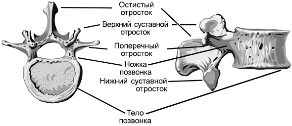 Суставной отросток. Верхний и Нижний суставной отросток позвонка. Нижний суставной отросток. Суставные отростки позвонка. Остистый отросток.