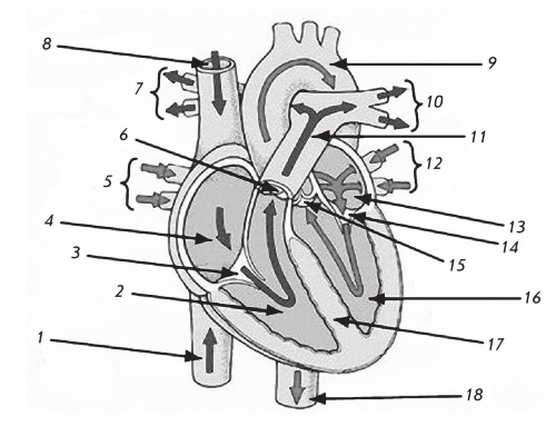 Рисунок клапанный аппарат сердца