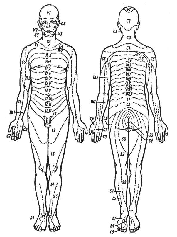 Дерматомы в неврологии схема