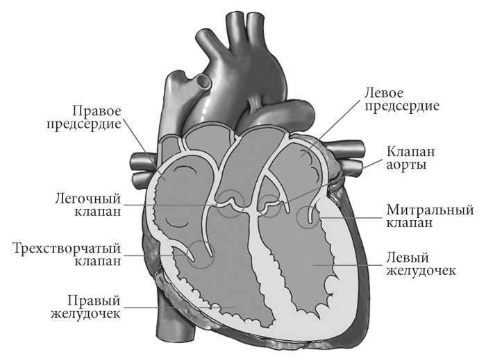 Схематичное изображение сердца