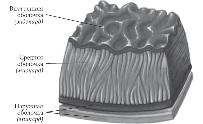 Срез стенки сердца рисунок - 91 фото