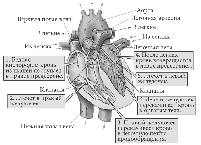 Кровообращение сердца человека схема