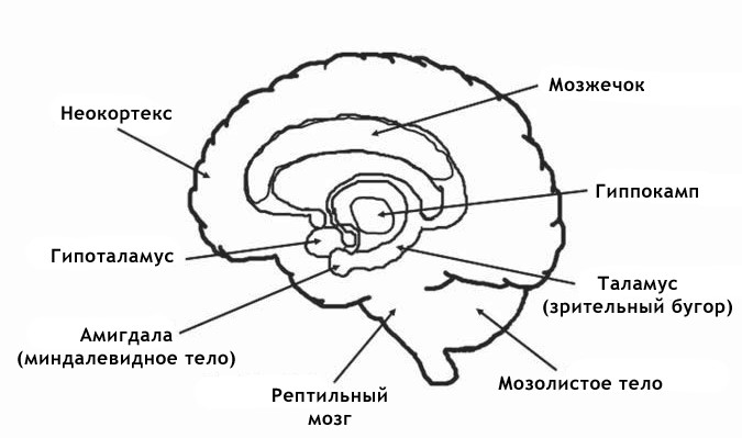 Строение гиппокампа схема