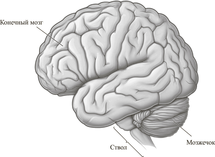 Конечный мозг. Большой мозг мозжечок и мозговой ствол. Головной мозг строение конечный мозг. Отделы головного мозга конечный мозг. Полушария головного мозга конечный мозг.