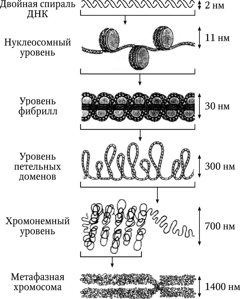 Схема упаковки днк