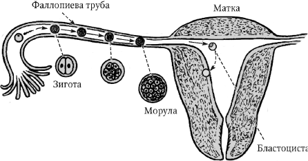 Схема движение яйцеклетки в матку