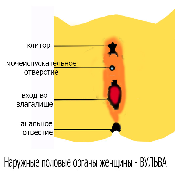 Анатомия мужской мочеполовой системы. Урология и андрология