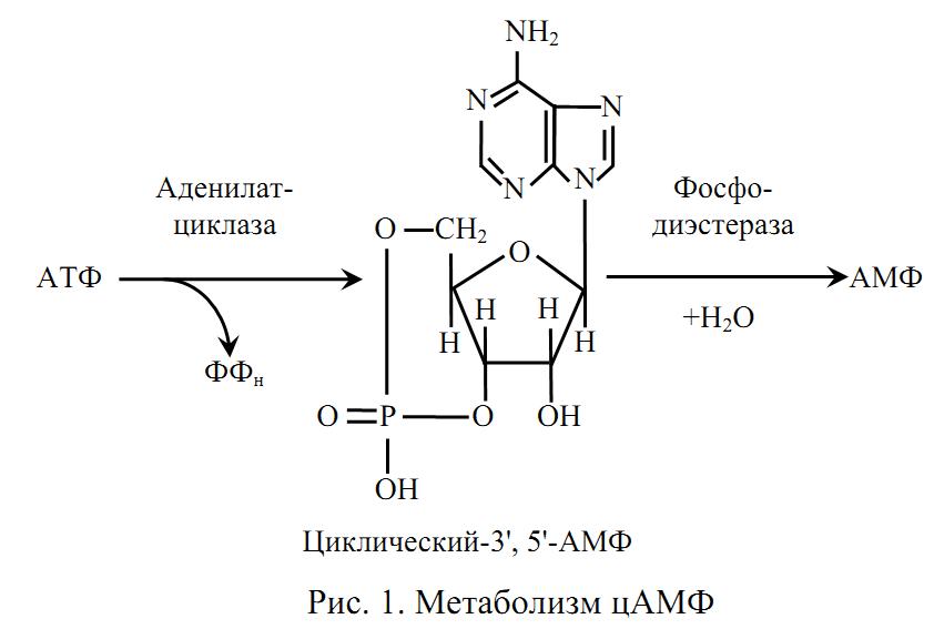 Схема гидролиза атф