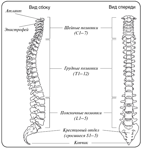 Диаметр позвоночных. Размер позвонка l3 взрослого человека в см. Диаметр позвонка l5. Размер позвонка l4 у взрослого человека. Диаметр позвонков грудного отдела.