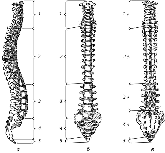 Позвоночный столб отделы позвоночника. Позвоночный столб анатомия человека. Позвоночник человека вид сбоку. Позвоночный столб вид спереди. Позвоночный столб анатомия вид сбоку.