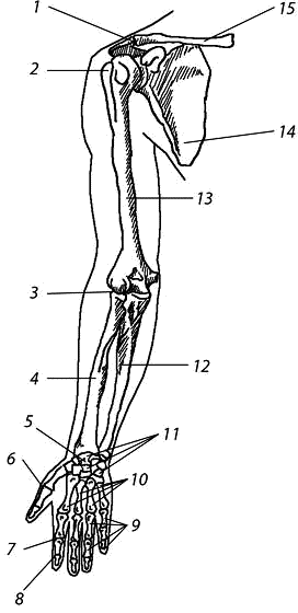 Суставы верхней. Суставы верхней конечности. Сочленение костей верхних конечностей. Плечевой локтевой и лучезапястный суставы. Сустав верхней конечности локтевой.