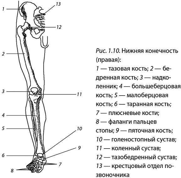 Схема колена ноги человека