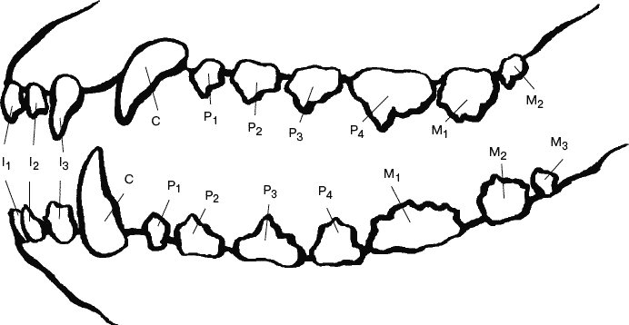 Название зубов у собаки схема