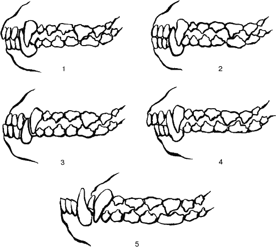 Прикус у собаки правильный рисунок