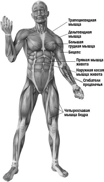 Кг мышцы. 5 Мышц. 3 Главая мышца. Рельефная мускулатура через 7 недель картинки из книги.