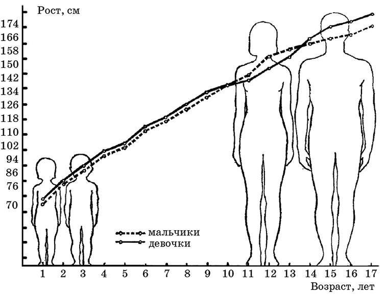 Схема роста человека