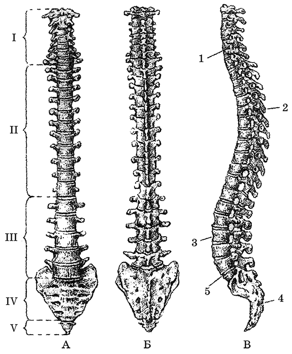 Позвоночник человека анатомия рисунок