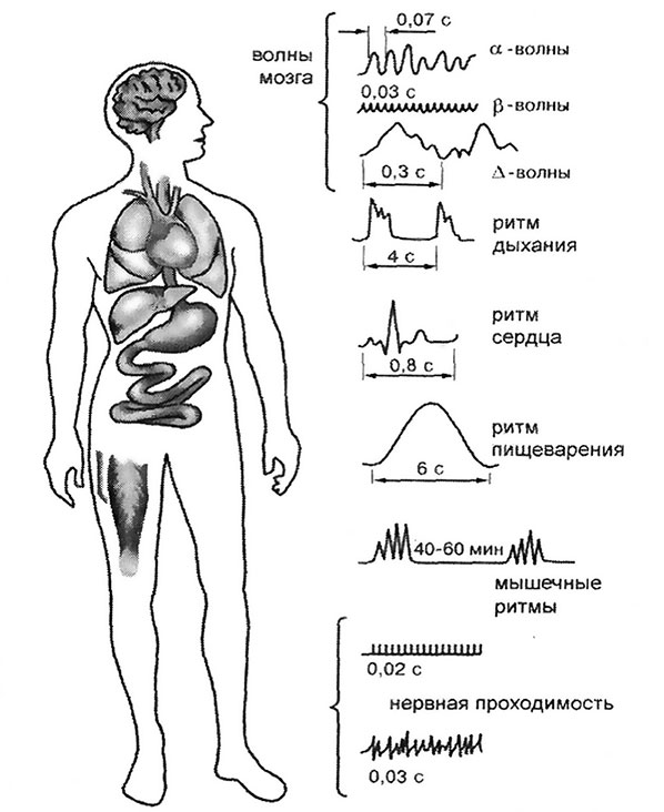 Ритмичность в биологии рисунок