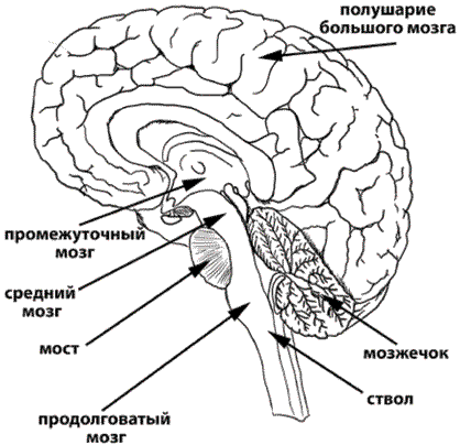 Ствол мозга рисунок