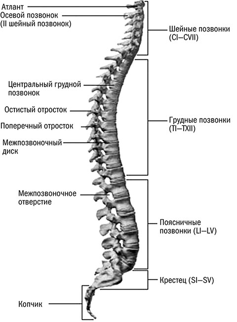 Отделы позвоночника для мрт схема фото