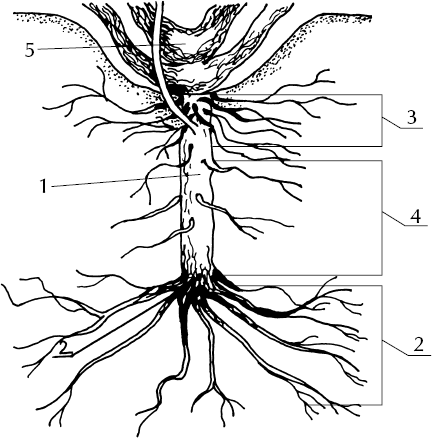 Корневая система рябины схема