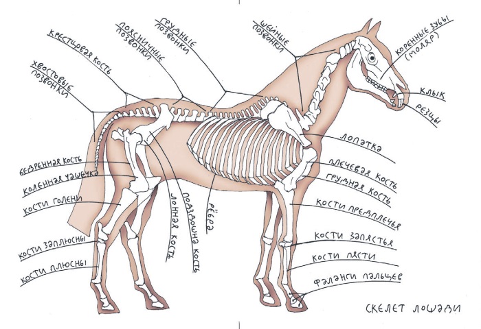 Экстерьер лошади схема