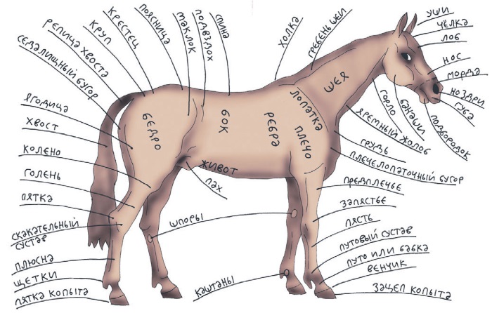 Конь части слова. Анатомия лошади названия частей тела. Стати лошади. Строение лошади. Стати экстерьера лошади.