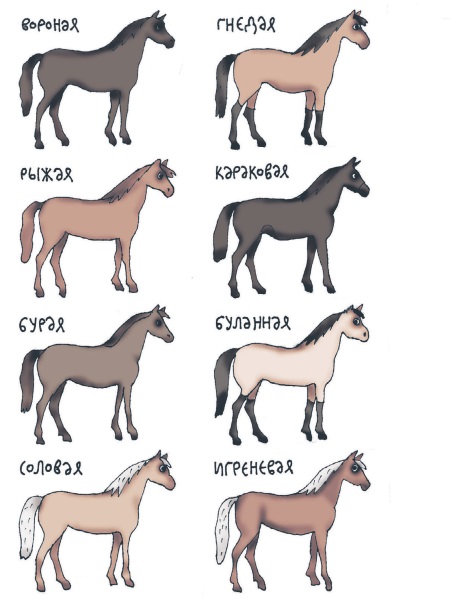 Русские клички лошадей. Клички лошадей. Название лошадей имена. Красивые имена для коней. Имена для лошадок.