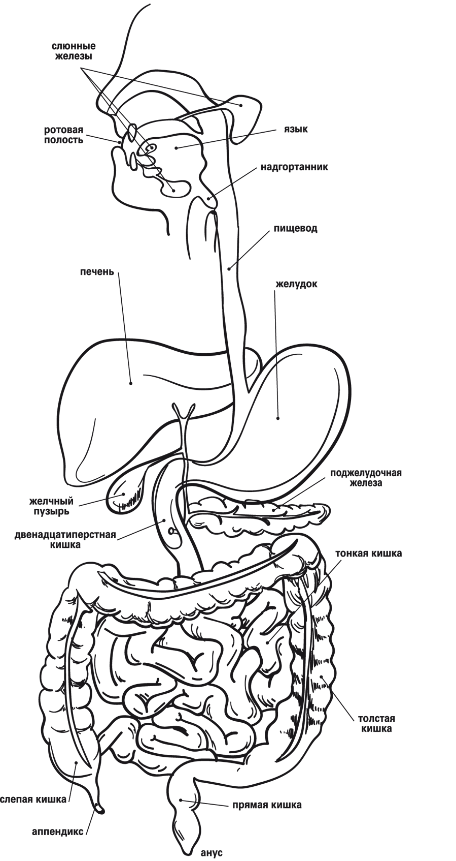 Схема желудочно кишечного тракта человека с названиями
