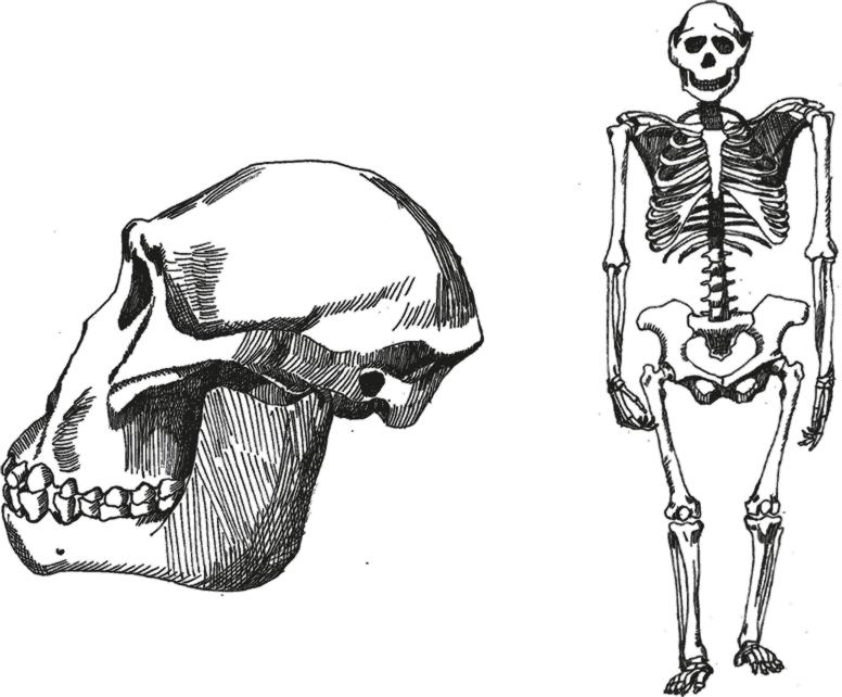 Человек прямоходящий череп рисунок
