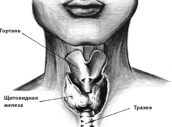 Щитовидная железа нарисовать