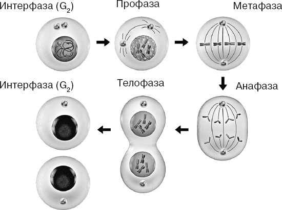 Митоз интерфаза рисунок