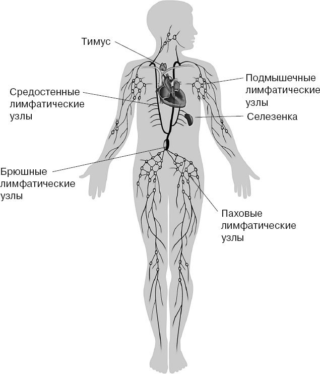 Органы лимфатической системы. Органы лимфатической системы органы иммунной системы. Лимфатическая система иммунная система. Лимфатическая система и иммунитет. Иммунный орган лимфатической системы.