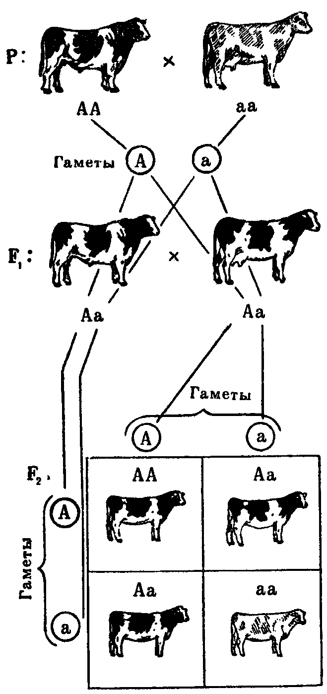 чалая масть коров при неполном доминировании. скрестили черного быка и красную корову. ген черной масти у крупного рогатого скота. черный комолый бык скрещивается с красной рогатой коровой. скрестили черного быка и красную корову.