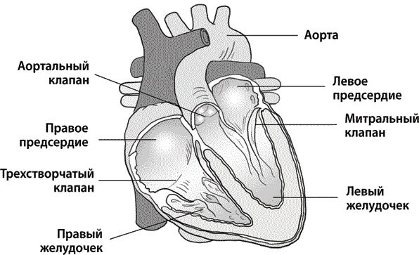 Сердце и клапаны схема