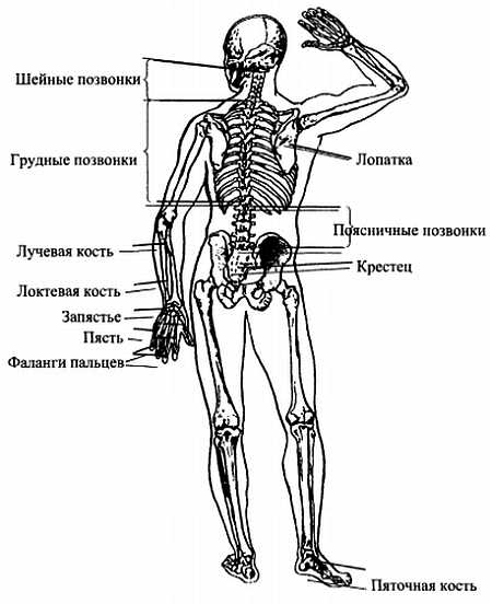 Рассмотри изображение человека покажи стрелками