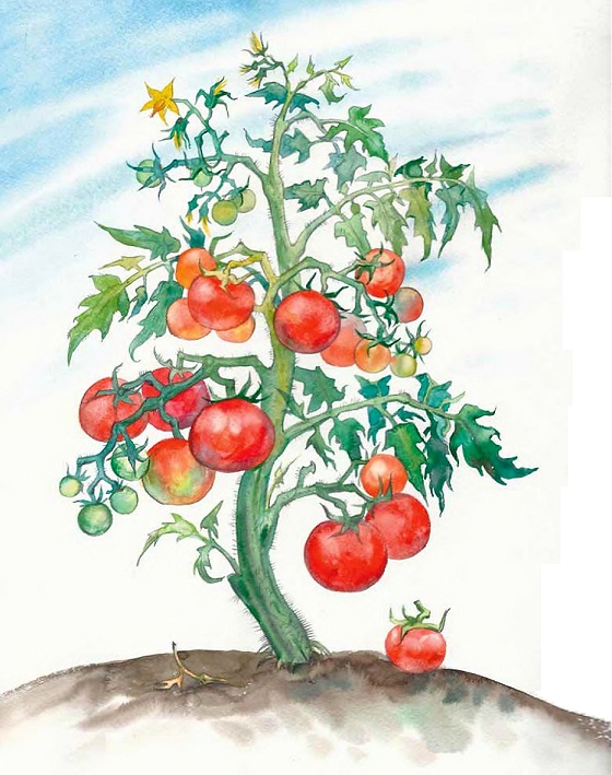 Томат растение биология. Ботаническое строение томат. Куст помидора. Томат строение растения.