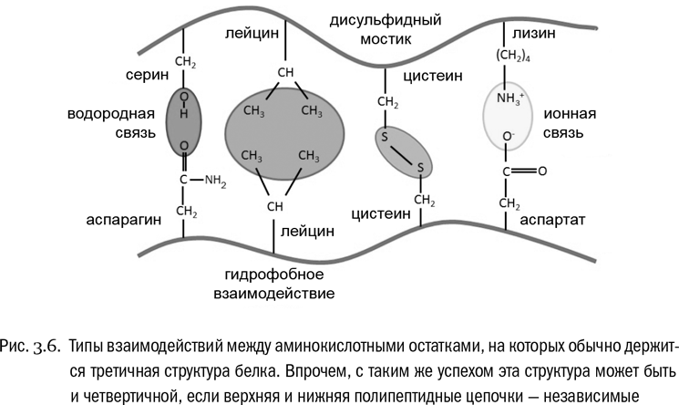 Дисульфидные мостики. Связи в волосе водородная ионная дисульфидная. Дисульфидные мостики в третичной структуре. Дисульфидная связь в белках. Дисульфидные мостики в белках структура.