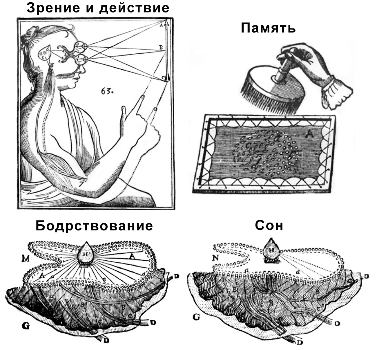 Сознание и мозг. Как мозг кодирует мысли - Деан Станислас :: Режим чтения