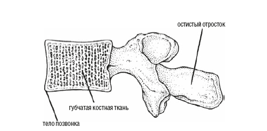 Трабекулярный рисунок кости