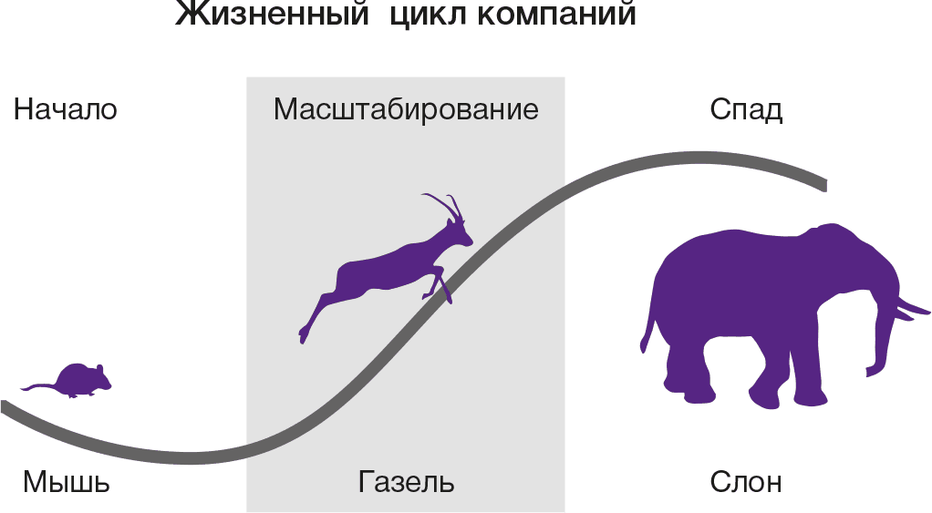 Развитие бизнеса Верн Харниш. Развитие бизнеса инструменты прибыльного роста. Типы фирм газели слоны мыши. Жизненный цикл слона.