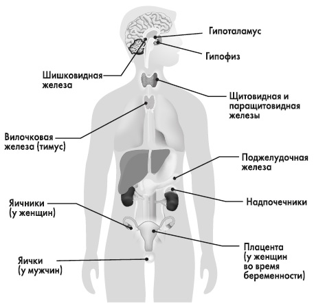 Железы у человека схема