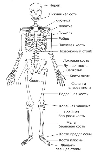 Анатомия человека рисунок с подписями