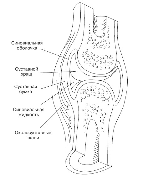 Строение сустава рисунок