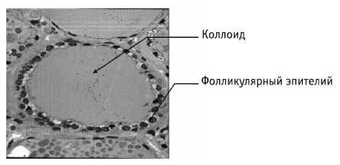 Щитовидная и паращитовидная железа гистология препарат. Фолликулы щитовидной железы выстланы эпителием. Фолликулярный эпителий щитовидной железы что это. Щитовидная железа гистология препарат. Схема строения щитовидной железы гистология.