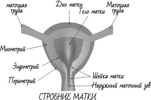 Длина шейки матки. Шейка матки диаметр. Шейка матки Размеры. Ширина шейки матки. Толщина шейки матки.