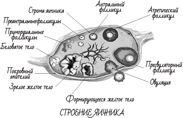 Схема строения яичника