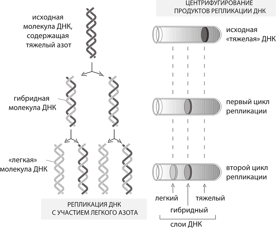 Сколько молекул днк содержат бактерии. Опыт Мезельсона и Сталя. Опыт Мезельсона и Сталя репликация ДНК. Центрифугирование продуктов репликации ДНК. Джеймс Уотсон ДНК история генетической революции.